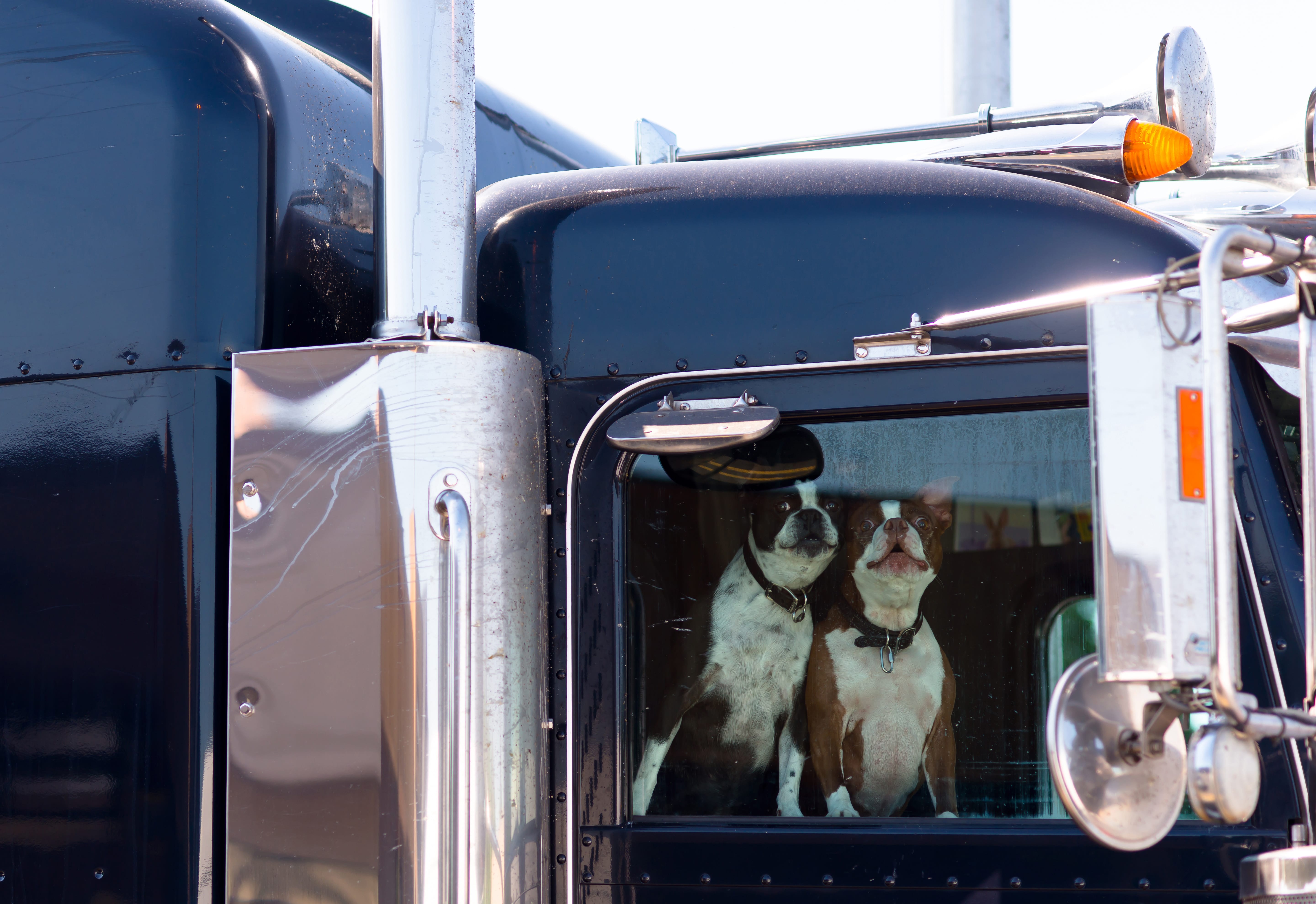 dog in truck cab